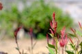 Chinese Wool Flower