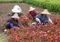 Chinese worker planting flowers