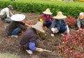 Chinese worker planting flowers