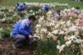 Chinese worker planting flowers