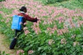 Chinese worker spraying pesticides