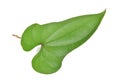 Chinese yam leaf Royalty Free Stock Photo