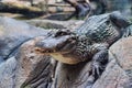 Chinese Yangtze Alligator