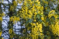 Chinese yellow wisteria blossom tree in spring. Yellow flower blooming Royalty Free Stock Photo