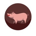 Chinese zodiac sign Pig vector horoscope icon or symbol Royalty Free Stock Photo