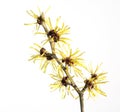 Chinesische Zaubernuss, Hamamelis mollis Royalty Free Stock Photo