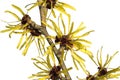 Chinesische Zaubernuss, Hamamelis mollis Royalty Free Stock Photo