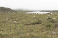 Chingaza, Colombia. Buitrago lagoons, moor, hills, mist and frailejon, espeletia