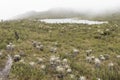 Chingaza, Colombia. Buitrago lagoons, moor, hills, mist and frailejon, espeletia