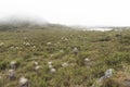 Chingaza, Colombia. Buitrago lagoons, moor, hills, mist and frailejon, espeletia