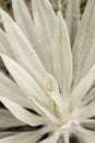 Chingaza, Colombia. Detail of the leaves of a frailejon, espeletia