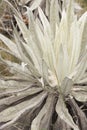 Chingaza, Colombia. Detail of the leaves of a frailejon, espeletia