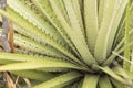 Chingaza Colombia. Leaves of a puya goudotiana, a large Andean bromeliad