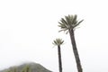 Chingaza Colombia. Mountain peak with fog and frailejones, espeletia uribei