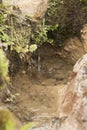 Chingaza, Colombia. Natural water seepage, a common phenomenon in the moors