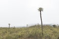 Chingaza, Colombia. Paramo foggy landscape with frailejones, espeletia