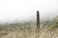 Chingaza, Colombia. Paramo landscape, a puya goudotiana and a thick fog