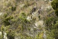 Chingaza, Colombia. Paramo plants, including frailejones, espeletia grandiflora