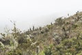 Chingaza, Colombia. Paramo plants, including frailejones, espeletia grandiflora