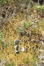 Chingaza, Colombia. Paramo soil: lichen dictyonema glabratum and sphagnum moss