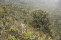 Chingaza, Colombia. Paramo vegetation, including frailejones, espeletia uribei