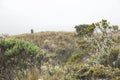 Chingaza. Landscape, rain in the moor, frailejones, espeletia grandiflora