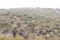 Chingaza. Misty landscape, moor in the rain, frailejones, espeletia grandiflora