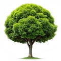 Chinkapin tree isolated on transparent background Royalty Free Stock Photo
