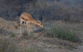 The chinkara also known as Gazella bennettii in desert areas of Pakistan Royalty Free Stock Photo