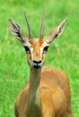 Chinkara deer Royalty Free Stock Photo
