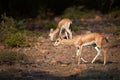 Chinkara, Gazella bennettii, also known as the Indian gazelle, native to Iran, Afganistan, Pakistan and India, male and female, Royalty Free Stock Photo