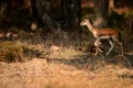 Chinkara, Gazella bennettii, also known as the Indian gazelle, native to Iran, Afganistan, Pakistan and India. Threatened gazelle Royalty Free Stock Photo