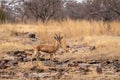 Chinkara or Gazella bennettii or Indian gazelle an Antelope with beautiful background on rocks at ranthambore national park Royalty Free Stock Photo