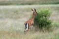 Chinkara or Gazella bennettii or Indian gazelle an Antelope. A grazing deer on green grass at ranthambore Royalty Free Stock Photo