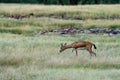 Chinkara or Gazella bennettii or Indian gazelle an Antelope. A grazing deer on green grass at ranthambore Royalty Free Stock Photo