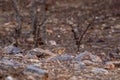 Chinkara or Gazella bennettii or Indian gazelle fawn split with her mother and found alone at ranthambore Royalty Free Stock Photo