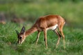 Chinkara or Indian gazelle Antelope animal side profile grazing grass in natural monsoon green wildlife safari at ranthambore Royalty Free Stock Photo