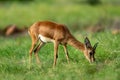 Chinkara or Indian gazelle an Antelope closeup in natural green grass during monsoon safari at ranthambore national park Royalty Free Stock Photo