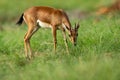 Chinkara or Indian gazelle an Antelope closeup in natural green grass during monsoon safari at ranthambore national park Royalty Free Stock Photo