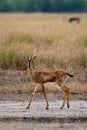 Chinkara or Indian gazelle or Gazella bennettii an Antelope in grassland of tal chhapar sanctuary Royalty Free Stock Photo