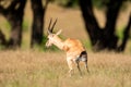 Chinkara or Indian gazelle an Antelope in natural monsoon green background at ranthambore national park or reserve sawai madhopur Royalty Free Stock Photo