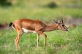 Chinkara or Indian gazelle an Antelope portrait grazing grass in natural monsoon green background at ranthambore national park Royalty Free Stock Photo