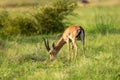 Chinkara or Indian gazelle an Antelope portrait grazing grass in natural monsoon green background at ranthambore national park Royalty Free Stock Photo