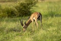 Chinkara or Indian gazelle an Antelope portrait grazing grass in natural monsoon green background at ranthambore national park or Royalty Free Stock Photo