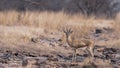 Chinkara or Indian gazelle an Antelope portrait in natural scenic background at ranthambore national park or reserve sawai Royalty Free Stock Photo