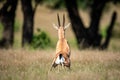 Chinkara or Indian gazelle an Antelope at ranthambore national park, rajasthan, india Royalty Free Stock Photo