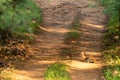 Chinkara or Indian gazelle an Antelope resting in middle of track during forest safari at ranthambore national park Royalty Free Stock Photo