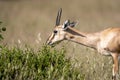 Chinkara or Indian gazelle or Gazella bennettii an Antelope portrait grazing grass at ranthambore national park or tiger reserve Royalty Free Stock Photo