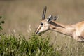 Chinkara or Indian gazelle or Gazella bennettii an Antelope portrait grazing green leaves from plant at ranthambore national park Royalty Free Stock Photo