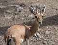 Chinkara or Indian Gazelle Gazella bennettii Royalty Free Stock Photo